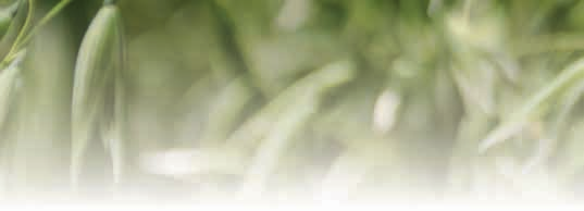 tritikale/oves SOMTRI tritikale jarní Polopozdní odrůda tritikale jarního Somtri je středně vysokého až vysokého vzrůstu. Tvoří velmi vysoký výnos zrna.