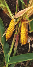Tento systém je hojně využíván v oblastech, které jsou v pěstování kukuřice limitovány krátkou vegetační dobou a nepříznivými podmínkami jako je chlad nebo naopak sucho.