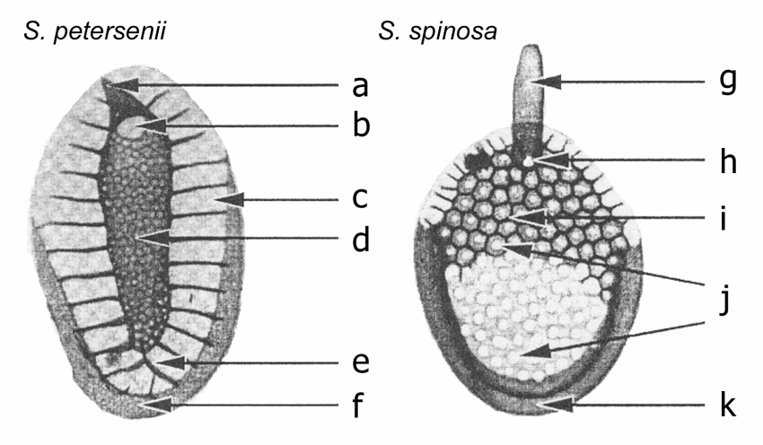 Do této třídy patří rody Chrysodidymus, Tessellaria, Mallomonas a Synura.