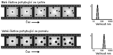 Obr. 6: Vliv velikosti částic na rychlosti pohybu [23]