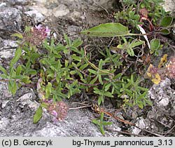Thymus pannonicus agg.