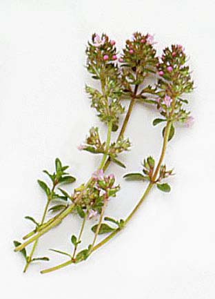 Thymus glabrescens (mateřídouška olysalá) - l.