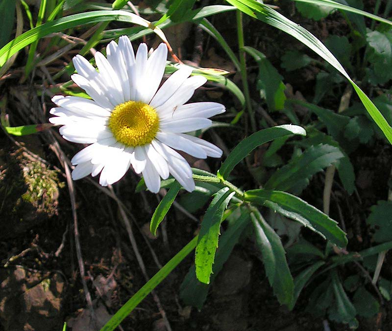 Leucanthemum margaritae (kopretina panonská) statné byliny, tlustý zdřevnatělý oddenek listy masité, často