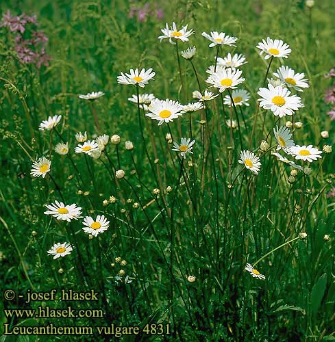 Leucanthemum vulgare (kopretina bílá) lodyhy obloukem vystoupavé lodyžní listy úzce obkopinaté až šir.