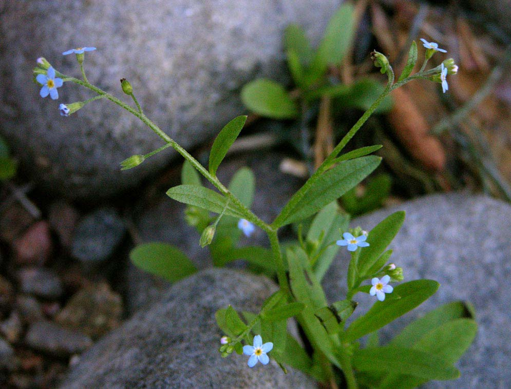 Myosotis palustris agg.