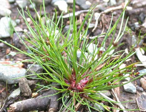 Juncus bulbosus (sítina cibulkatá)