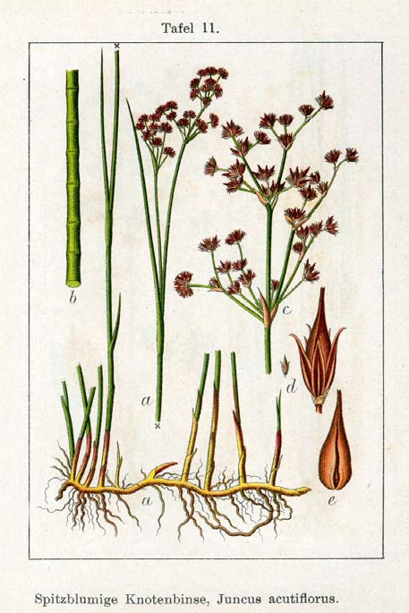 Juncus acutiflorus (sítina ostrokvětá) tvoří porosty všechny P lístky dlouze zašpičatělé, vnitřní delší než vnější,