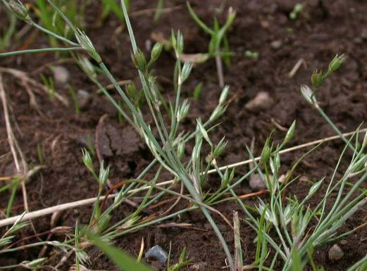 Juncus bufonius agg.