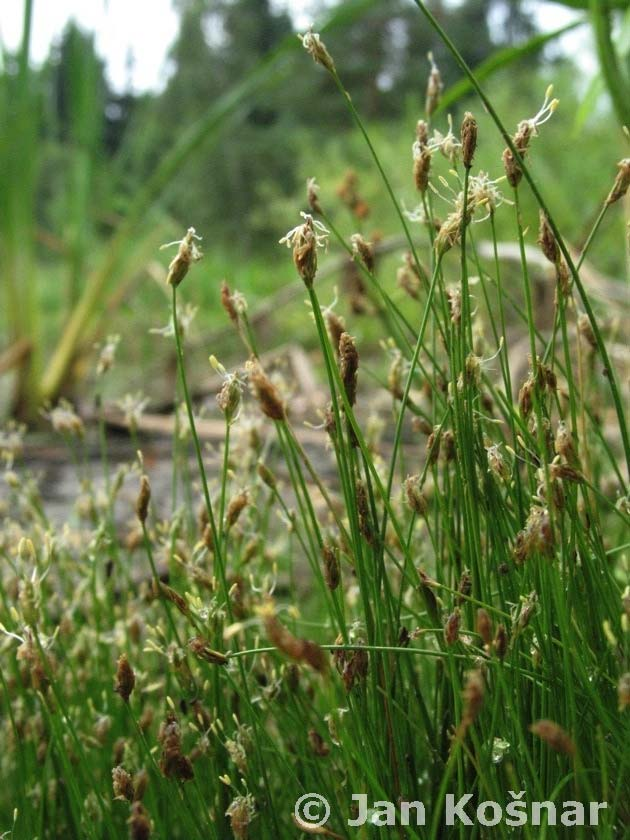 Eleocharis acicularis (bahnička jehlovitá) vytrvalé rostliny, jemné, uzoučké stonky