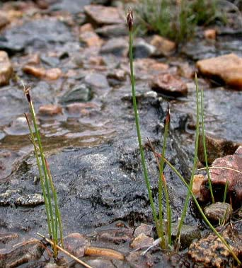 Eleocharis quinqueflora (bahnička chudokvětá) blizny 3, nažky 3hranné