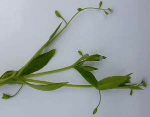 Myosotis sparsiflora (pomněnka řídkokvětá) vijany řídké, 3-8květé květní stopky