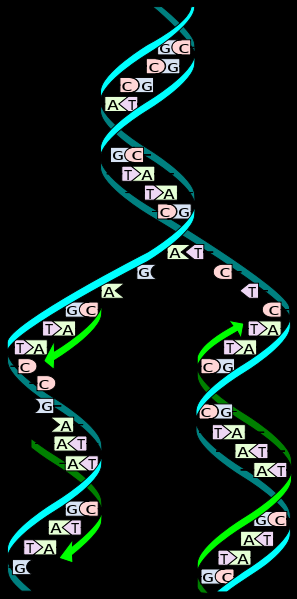 Replikace DNA Je proces tvorby kopií molekuly DNA, čímž se genetická informace přenáší z jedné molekuly DNA do jiné molekuly stejného typu (tzv.