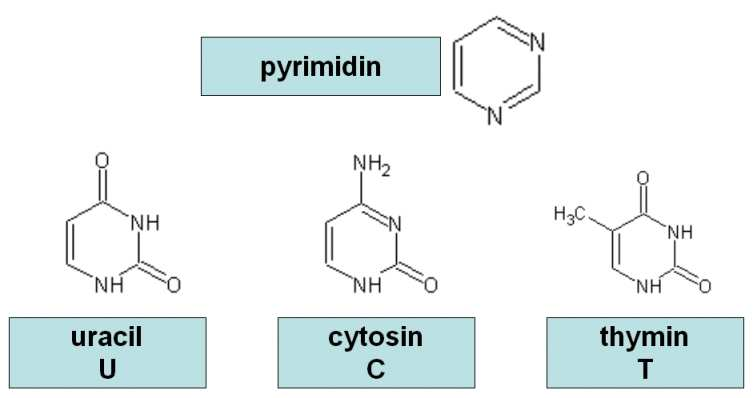 Dusíkaté báze I. pyrimidinové II.