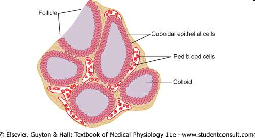 Fyziologická anatomie folikuly (200 um), v