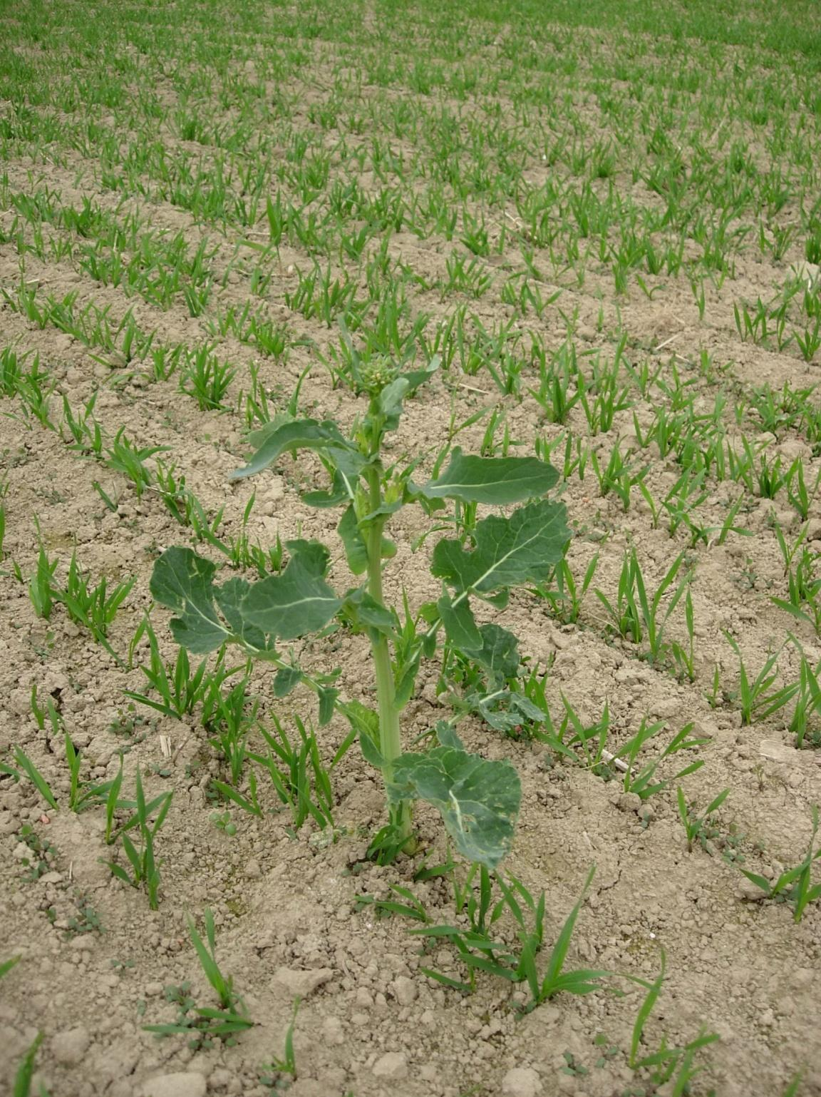 Obrázek 17: Brukev řepka olejka (Brassica napus