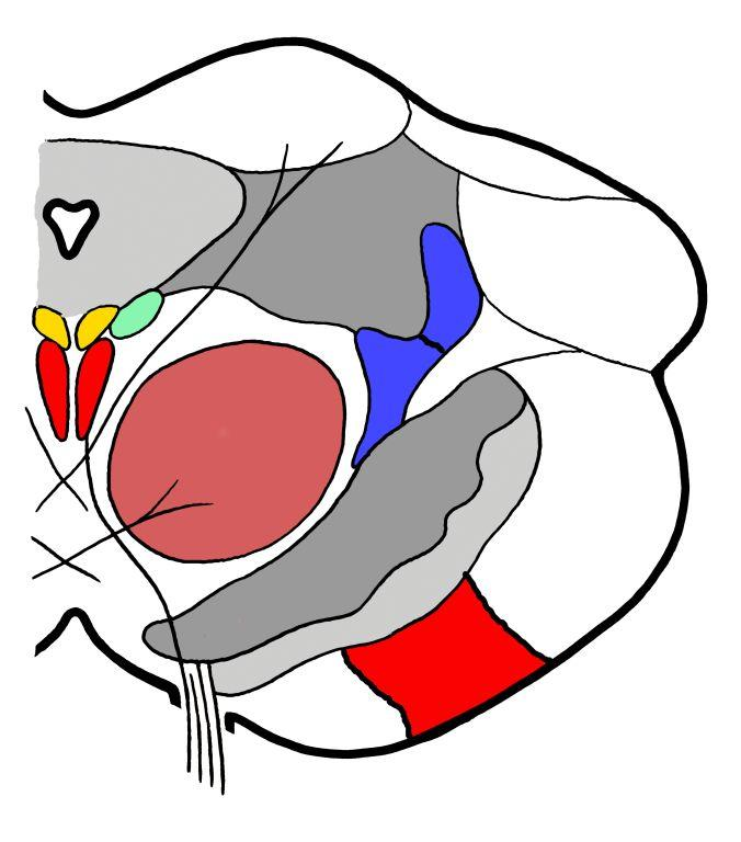 Tectum = colliculi superiores et inferiores Tegmentum