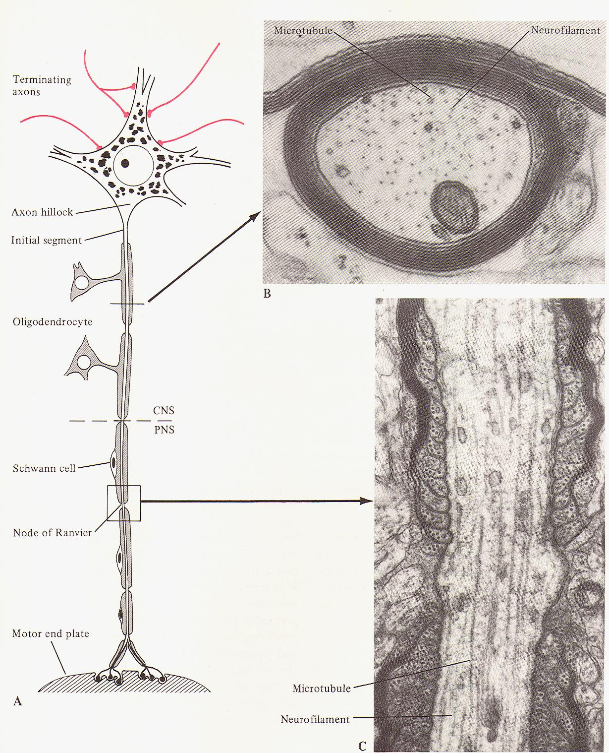 Neuron tělo a výběžky Dendrit (y)-dostředivě Neurit= axon-odstředivě