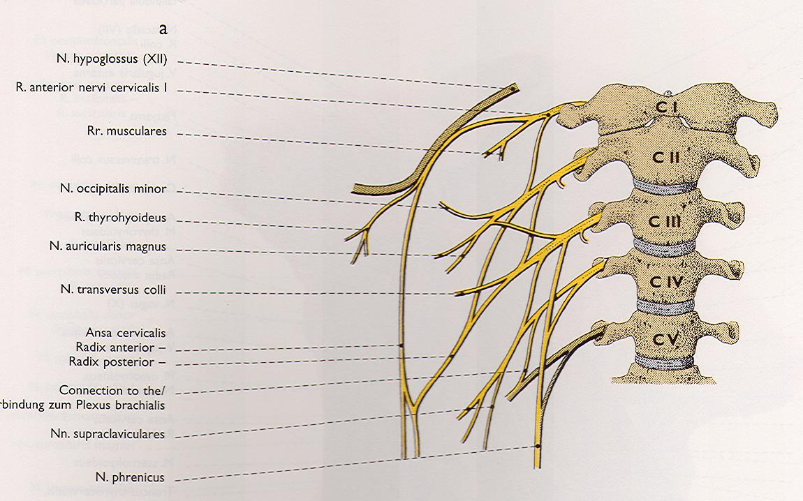 Rami ventrales míšních nervů tvoří pleteně plexy Plexus