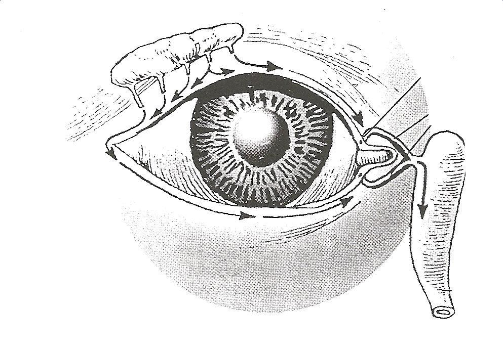 Slzný aparát - popis viz skripta Glandula lacrimalis