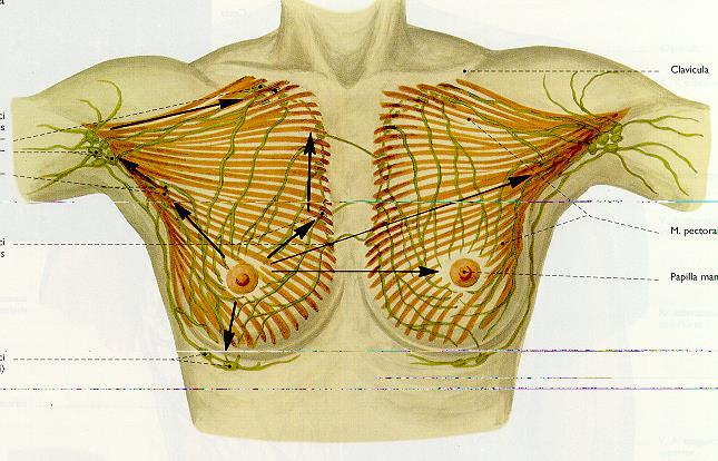 Odtok lymfy z prsu šíření metastáz Nodi