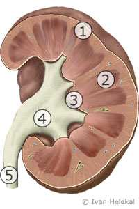 3 Obecná část 3.1 Ledviny Ledvina : řecky nefros latinsky ren 3.