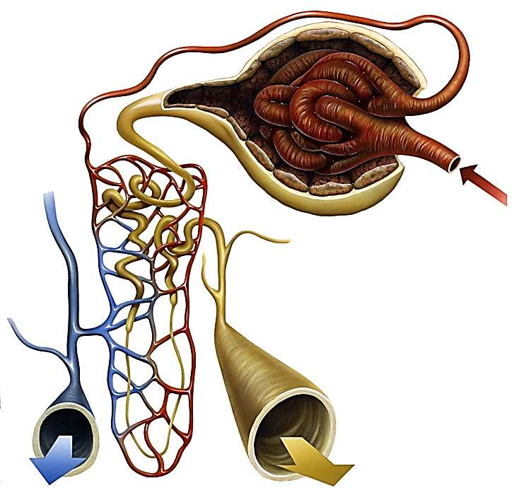 Na podélném řezu ledviny můžeme rozlišit část korovou (cortex) a dřeňovou (medulla). Korová část je široká přibližně 1 cm a má hnědočervenou barvu. Dřeň je tvořena pyramidovými útvary.