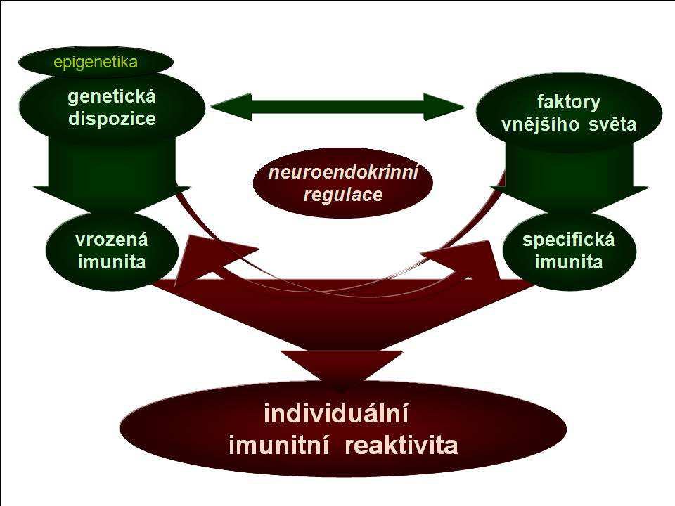 Při každé imunitní reakci totiž spotřebováváme naše zdroje, energetické, živiny apod. A při každé imunitní odpovědi dochází k menšímu nebo většímu poškození našich vlastních struktur.
