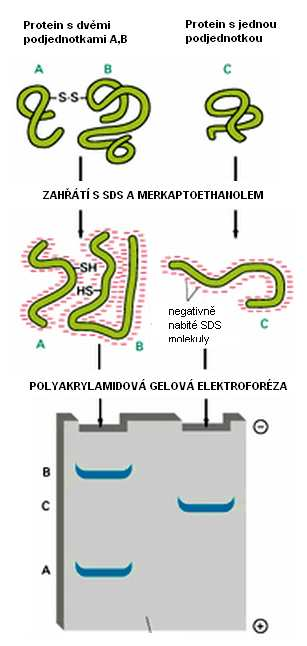 SDS polyakrylamidová gelová elektroforéza (SDS PAGE) Princip SDS polyakrylamidová gelová elektroforéza slouží k separaci proteinů na základě jejich velikosti (molekulové hmotnosti).