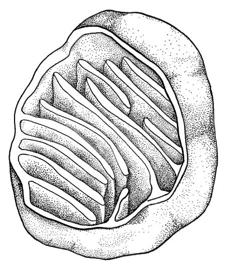 Kvasinky stavba buňky Mitochondrie - Semiautonomní organely vlastní ribosomy a DNA, syntéza mnoha mitochondriálních proteinů v cytoplasmě, řízena