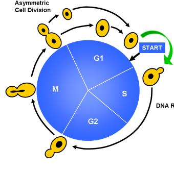 Kvasinky buněčný cyklus Nejvíce prostudován u Saccharomyces cerevisiae Pod kontrolou genů CDC (cell division cycle) regulační funkce Oddělení obou