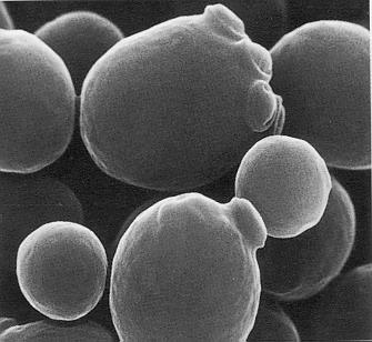 Kvasinky nejvýznamnější zástupci Saccharomyces - Elipsoidní, vejčité nebo protáhlé buňky - Kvašení glukosy, sacharosy, maltosy, galaktosy - Izogamní