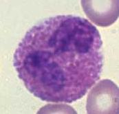 Eozinofilní segmenty Bazofilní segmenty Monocyty Lymfocyty