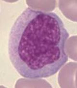 Granulocyty - polymorfonukleáry (neutrofilní, eozinofilní,