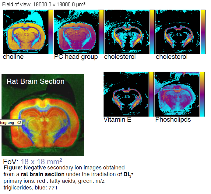 Mozek krysy - biologie D. Touboul, F. Kollmer, E. Niehuis, A.