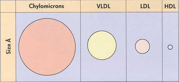 Rozdělení lipoproteinů Lp(a) Ultracentrifugace Chylomikrony LDL IDL VLDL HDL