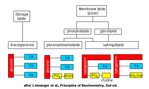 Funkce: 2. strukturní 1.zásobní 3.