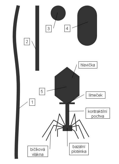 TVAR VIROVÉ ČÁSTICE izometrický (sférický; 3) baciliformní