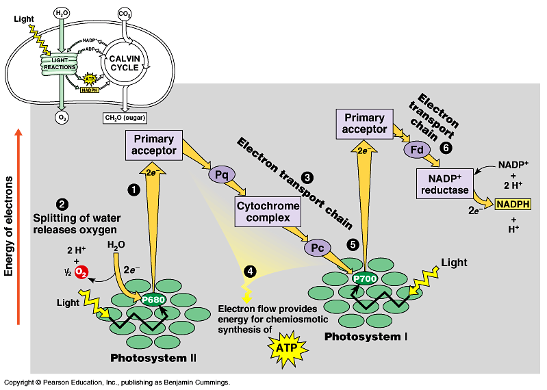 zdroj sacharidů: autotrofní org. produkty fotosyntézy heterotrofní org. příjem v potravě důležitou roli hraje GLUKÓZA METABOLISMUS SACHARIDŮ ANABOLISMUS SACHARIDŮ 1. FOTOSYNTÉZA autotrofní org. 2.