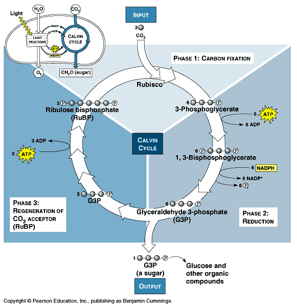 o sekundární = temnostní fáze kde: stroma, ve dne i v noci produkty primární fáze (NADPH a ATP) využity k redukci CO 2 na sacharid reakce: 6 CO 2 + 12 NADPH + 12H + + 18 ATP C 6 H 12 O 6 + 12NADP +