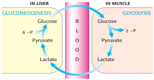 2. GLUKONEOGENEZE syntéza glukosy z necukerných prekurzorů: o laktát / AMK a glycerol probíhá u obratlovců při vyčerpání zásob glukózy v buňkách o dlouhodobá svalová činnost, hladovění (již po 1 dnu