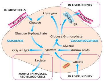 schéma: cyklus glukoneogeneze při dlouhodobé svalové činnosti: 1. laktát a alanin tvořící se v kontraktilním svalstvu jsou zdrojem E pro jiné orgány 2.