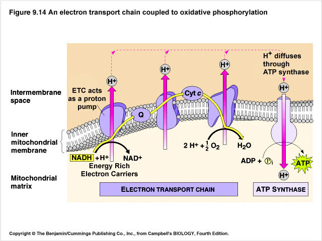 3. DÝCHACÍ ŘETĚZEC = elektron-transportní řetězec tvořen mnoha molekulami enzymů, které jsou zanořeny ve vnitřní membráně mitochondrií enzymy fungují jako přenašeče e - zachytí e - (jsou redukovány)