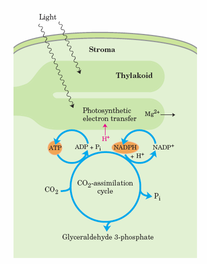 Aktivace enzymů Calvinova cyklu světlem Při osvícení chloroplastů stoupá koncentrace ATP a NADPH ve stromatu Současně stoupne ph stromatu ze 7 na 8 (transport H + do