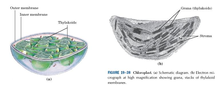 sled reakcí, jimiž bakterie, řasy a rostliny pomocí určitých barviv a energie slunečního záření syntetizují sacharidy z CO 2 a vody lokalizace chloroplasty membrána thylakoidů 5μ dlouhý útvar,