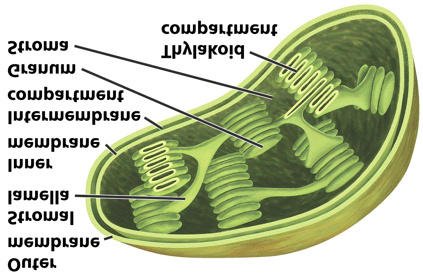 hloroplast kukuřice Vnější membrána Lamela Vnitřní