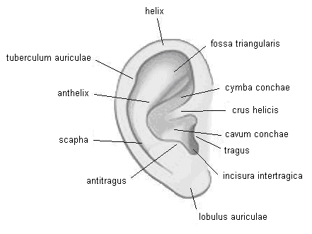 scapha - žlábek oddělující helix od souběžného valu, anthelixu; anthelix - val, rozbíhající se ve dvě raménka, crura anthelicis (inferius a superius), obkružuje konchu a nad lalůčkem se zdvihá ve