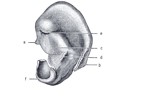 Obr. 3 Chrupavka ušního boltce, pravá strana, mediální plocha (Převzato z Gray 1918) a) spina helicis - frontální výčnělek počátečního ramene helixu b) cauda helicis - výběžek dolního konce helixu;
