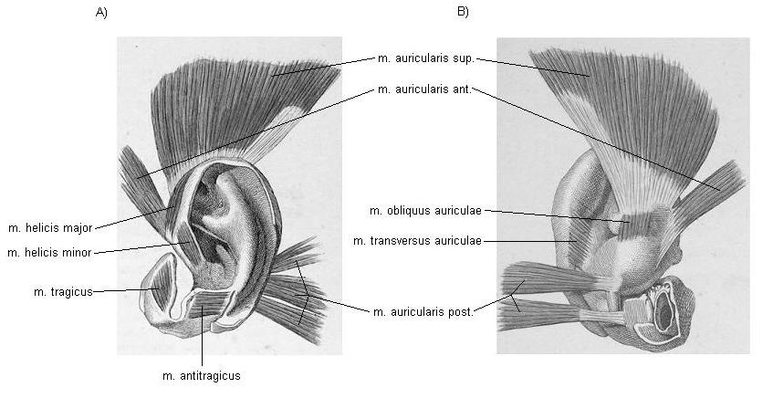 Obr. 4 Svaly ušního boltce: A) laterální