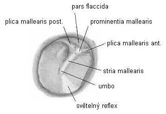 4.1.1.3. Bubínek Bubínek (membrana tympani) je elipsoidní (9 x 10 mm), velmi tenká (0,1 mm) blanka zasazená do rýhy bubínkové kosti (sulcus tympanicus). Odděluje zevní zvukovod od středního ucha (obr.