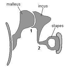 4.1.2.1. Sluchové kůstky Sluchové kůstky (ossicula auditus) jsou tři: kladívko (malleus), kovadlinka (incus) a třmínek (stapes) (Kos 1973a, s. 1007). Vzájemně pohyblivé skloubené kůstky (obr.